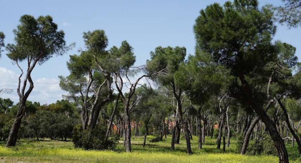 Zonas verdes de Somosaguas. (Google Maps)