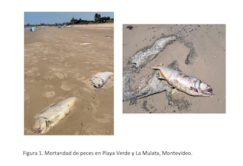 Ministerio de Ganadería, Agricultura y