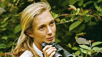 Jane Goodall, primatóloga inglesa: “Miles de personas que dicen ‘amar’ a los animales se sientan una o dos veces al día a disfrutar de la carne de criaturas que han sido tratadas con una crueldad tremenda”