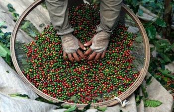 Café recién recolectado en Espirito Santo do Pinhal (REUTERS/Nacho Doce)