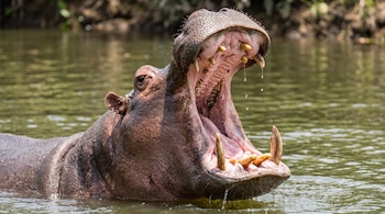 Un hipopótamo sumergido en el agua mantiene la boca abierta y muestra sus dientes y colmillos grandes.