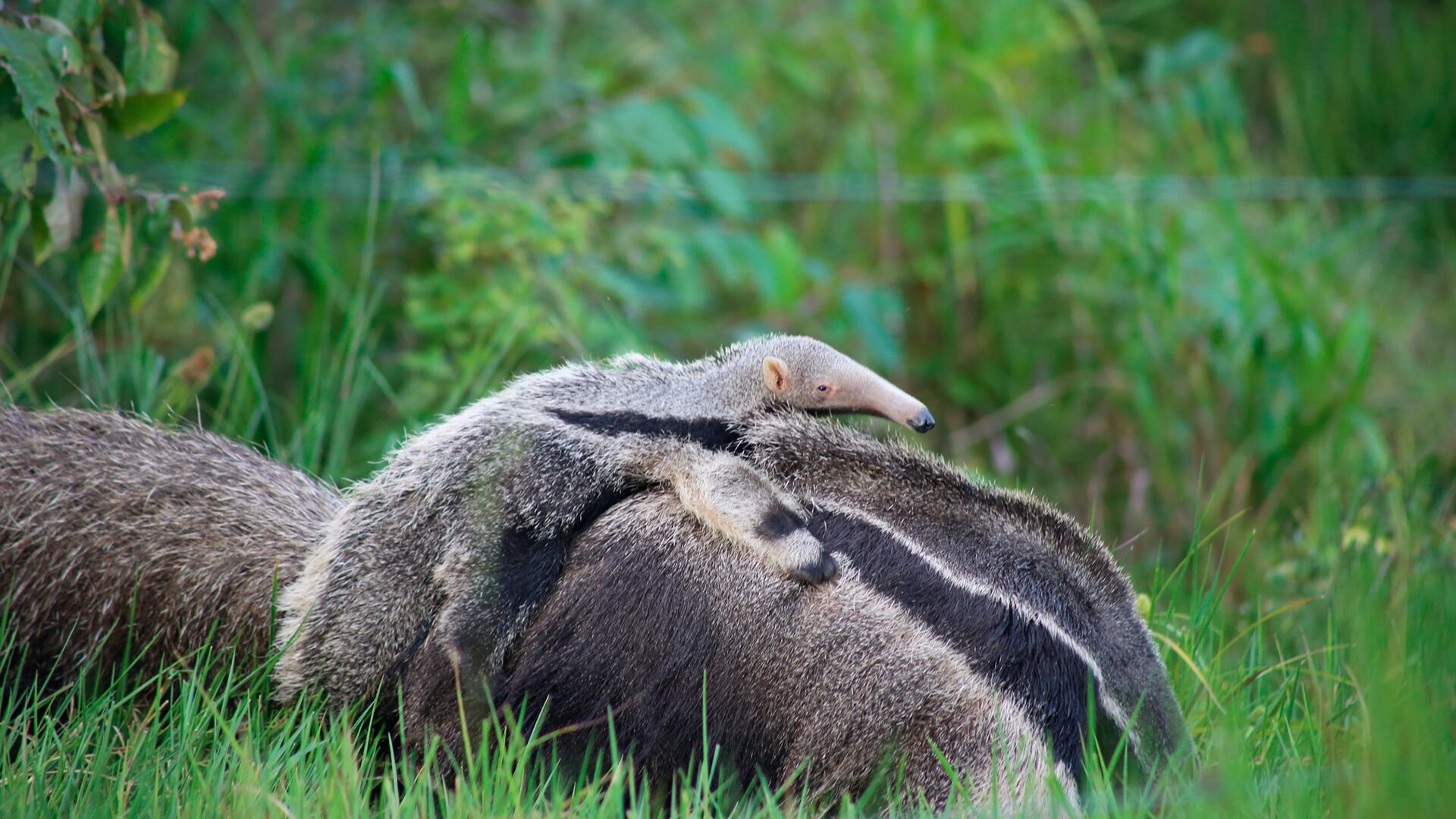 La madre oso hormiguero emplea la cola como señal para sus crías y como herramienta de transporte y protección./ArgentiNat FVSA