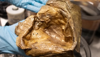 Orbe dorado de Alaska