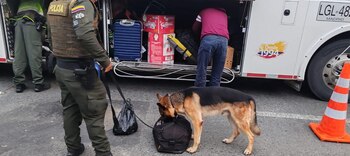 'Pool', perro antinarcóticos, detectó el