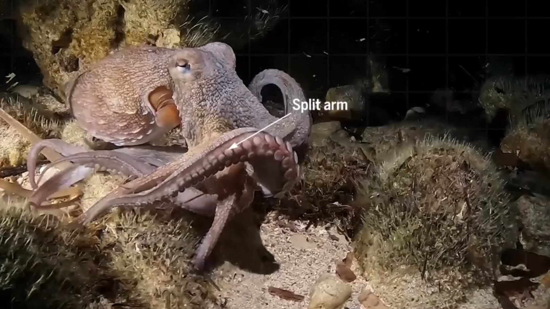 El pulpo fue captado cerca de la isla española de Ibiza. (Hidde Jujin)