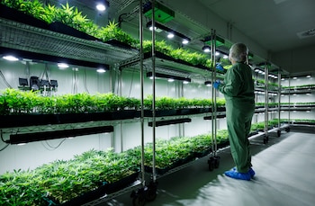 La Agencia Reguladora del Cannabis