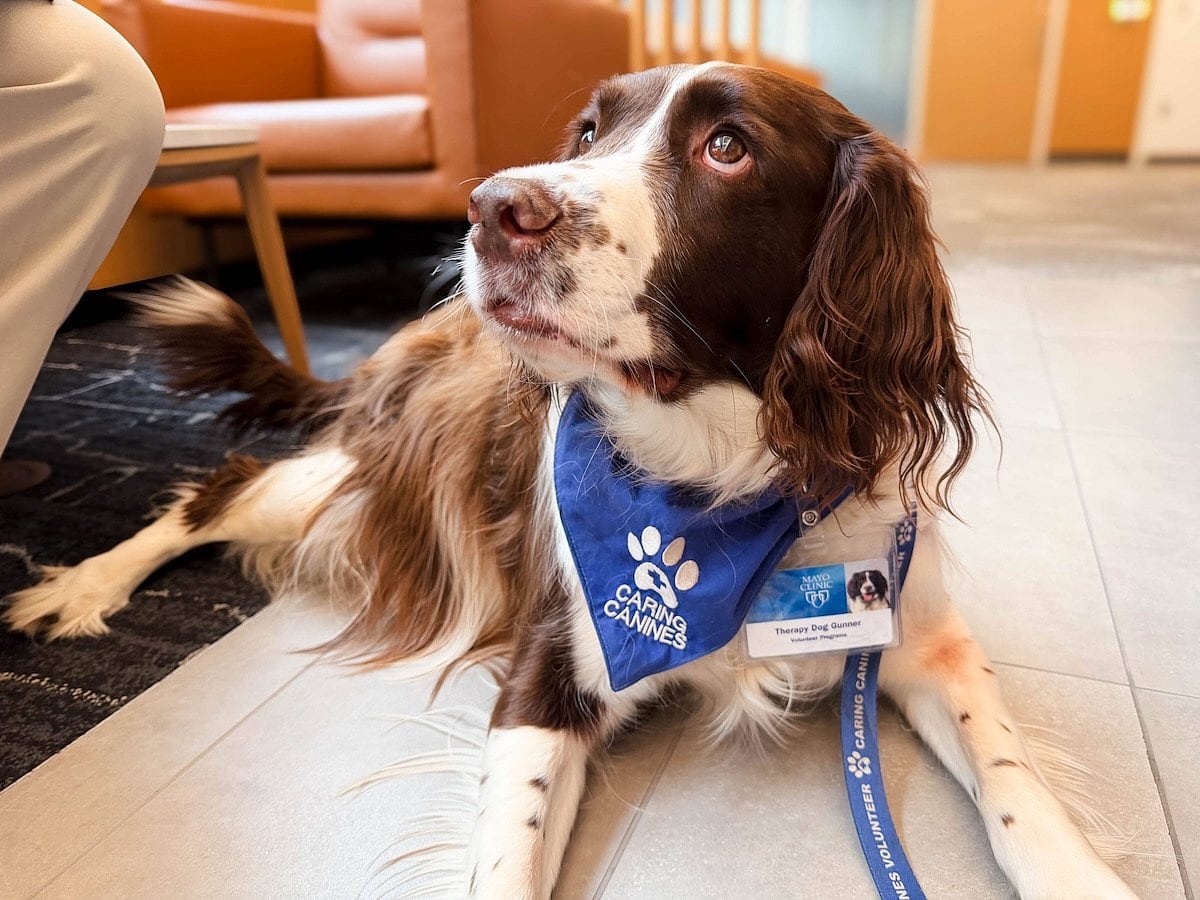 Perros de terapia ayudan en la rehabilitación de ictus