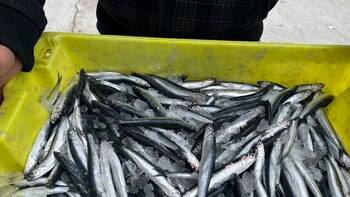 Investigadores presentan "reglas de oro" para lograr una pesca sostenible y la restauración del océano