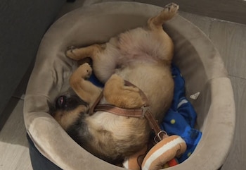 Un perro pequeño duerme boca arriba dentro de una cama beige con arnés marrón y un peluche