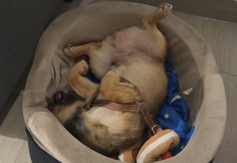 El perro Pancho permanece dormido boca arriba en su cama tras el incidente en el que consumió tres pollos a la brasa en un restaurante. (TikTok/@doshumanosypancho)
