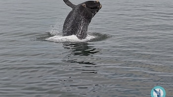 Espectáculo de ballenas en Punta del Este: decenas de personas se acercaron para verlas desde la playa