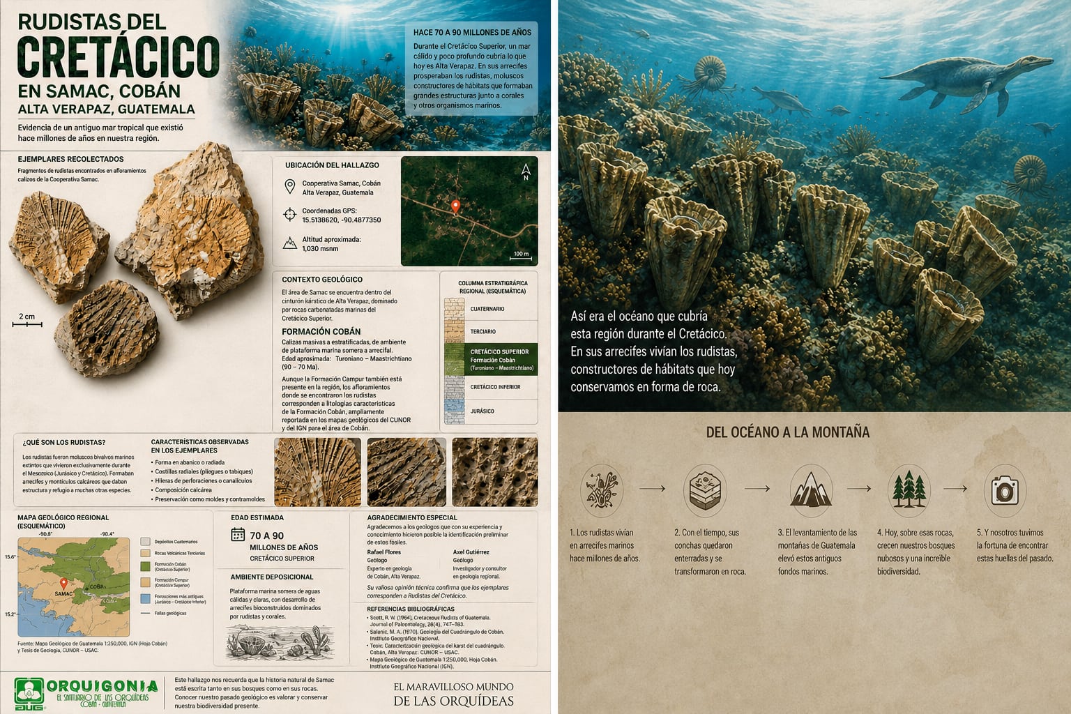 Una infografía de Orquigonia documenta la presencia de fósiles de rudistas de 70 a 90 millones de años en Samac, Cobán, a partir de estudios del Instituto Geográfico Nacional de Guatemala. (Imagen Ilustrativa Infobae)
