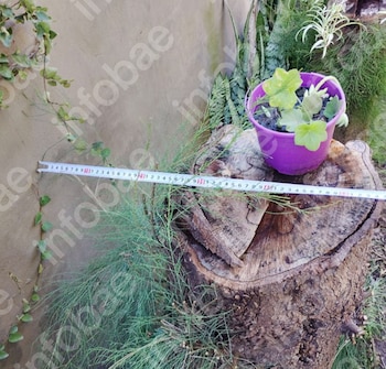Invasión de ramas, grietas en un tapial y un juicio entre vecinos: la Justicia obliga a una mujer a podar árboles y plantas