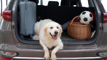 Un estudio revela por qué