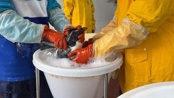 rescate pingüinos Fundación Mundo Marino