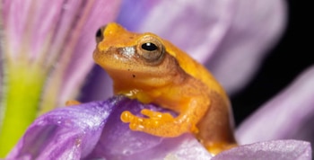 Encuentran 38 especies en la selva de Misiones y alertan por el impacto de los pastizales exóticos