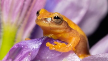 Descubren un tesoro de fauna en Misiones, pero alertan por los pastizales exóticos