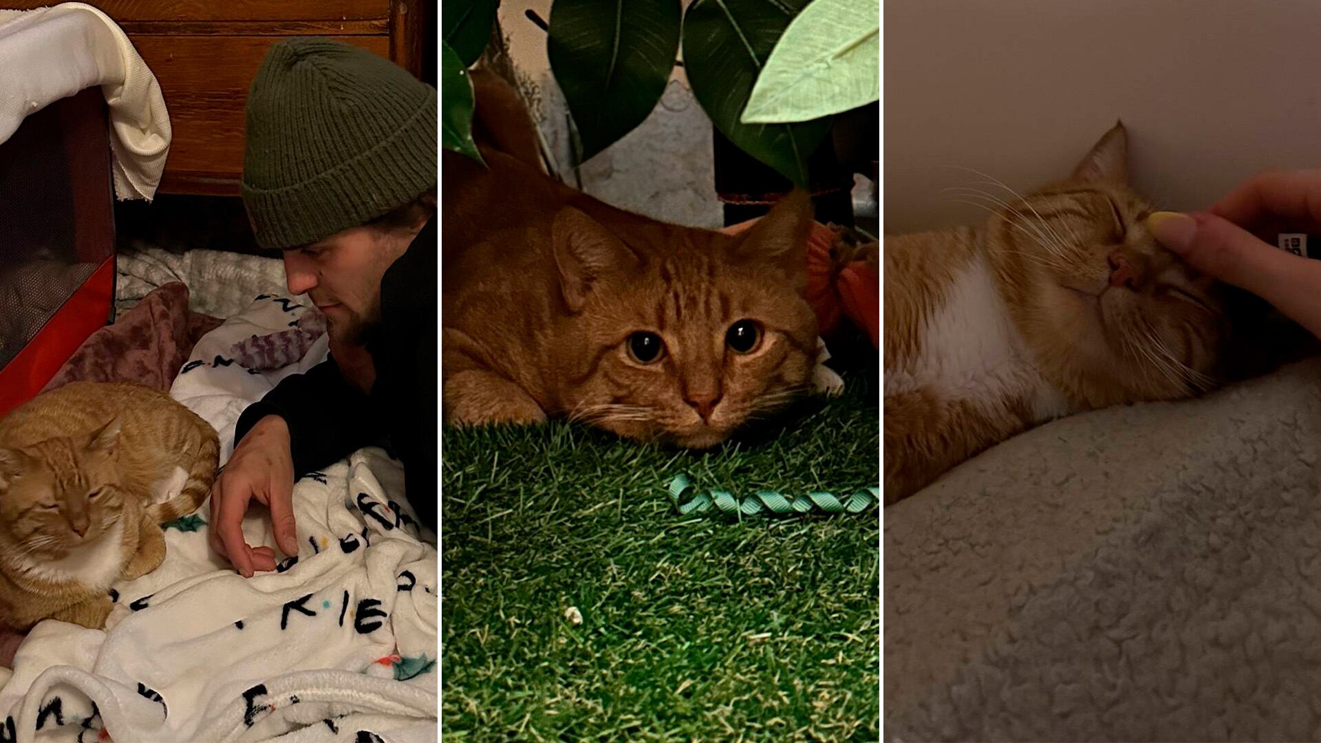 Kurt, el gato rescatado que vivió solo durante ocho meses tras la muerte de su humano en Nueva York. —(TikTok, @courtniescats)