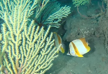 Dos peces mariposa de colores blanco, amarillo y marrón nadan junto a una gorgonia en el lecho marino