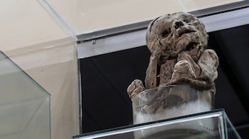 Una momia infantil dentro de un recipiente transparente situado sobre una repisa de vidrio en un espacio de exposición.