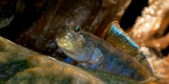 Los saltarines del fango se