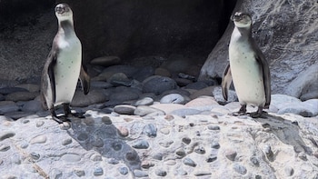 Zoológico presenta oficialmente a Jorge y Carlos, dos pingüinos nacidos en Guatemala