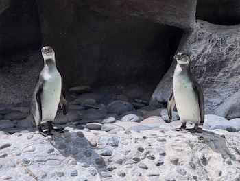 Omnilife apoya el recinto de los pingüinos desde 2024 en una alianza con el Zoológico La Aurora centrada en bienestar animal y educación para la conservación.
