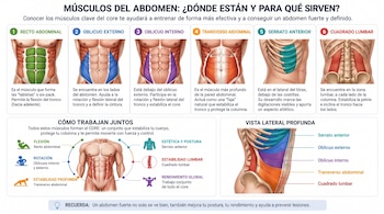 Infografía de músculos abdominales. Seis ilustraciones de torsos mostrando el recto, oblicuos, transverso, serrato y cuadrado lumbar. Diagramas de funciones y vista lateral.