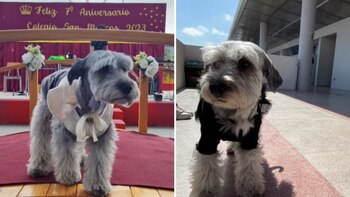 Pestañita es una perra muy