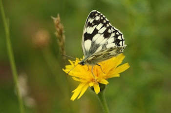 Las mariposas dependen del calor