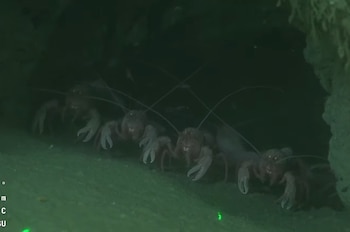 El vehículo operado remotamente SuBastian