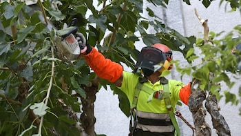 Condenan a un empresario a pagar 85.598 euros a un trabajador que cayó desde 3,5 metros de altura al partirse la rama podrida de una encina que estaba podando