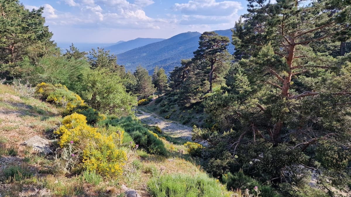 5 bosques en España que se transforman en otoño: colores intensos, parajes de cuento y rutas para vivirlos