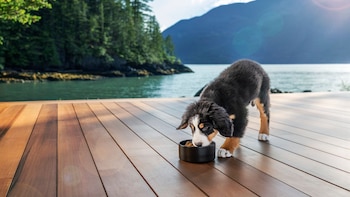 Nutrición para perros y gatos: claves para una vida más larga y saludable
