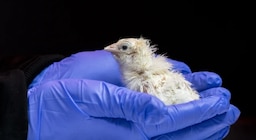 Cómo la ciencia logró incubar pollitos a partir de un huevo artificial