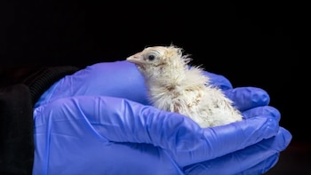 Cómo la ciencia logró incubar pollitos a partir de un huevo artificial