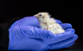 El huevo artificial de silicona permitió incubar 26 pollitos sanos, un avance que podría impulsar la desextinción de aves como el dodo (Colossal Biosciences)