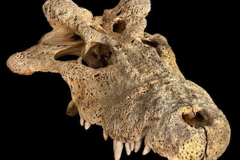 Reptiles, como cocodrilos y tortugas,