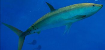 Restos fósiles de un pez