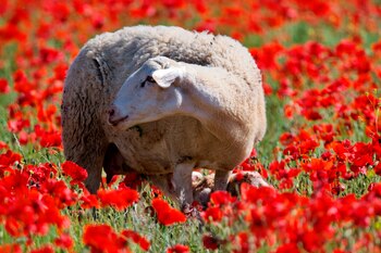 La creación rápida de nuevas