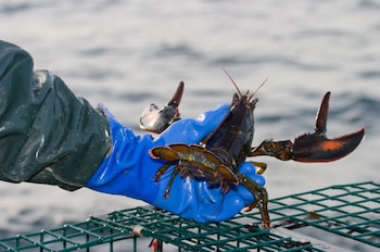Una mano con un guante azul sostiene una langosta americana de color oscuro con pinzas grandes sobre una trampa de metal verde, con el mar borroso de fondo