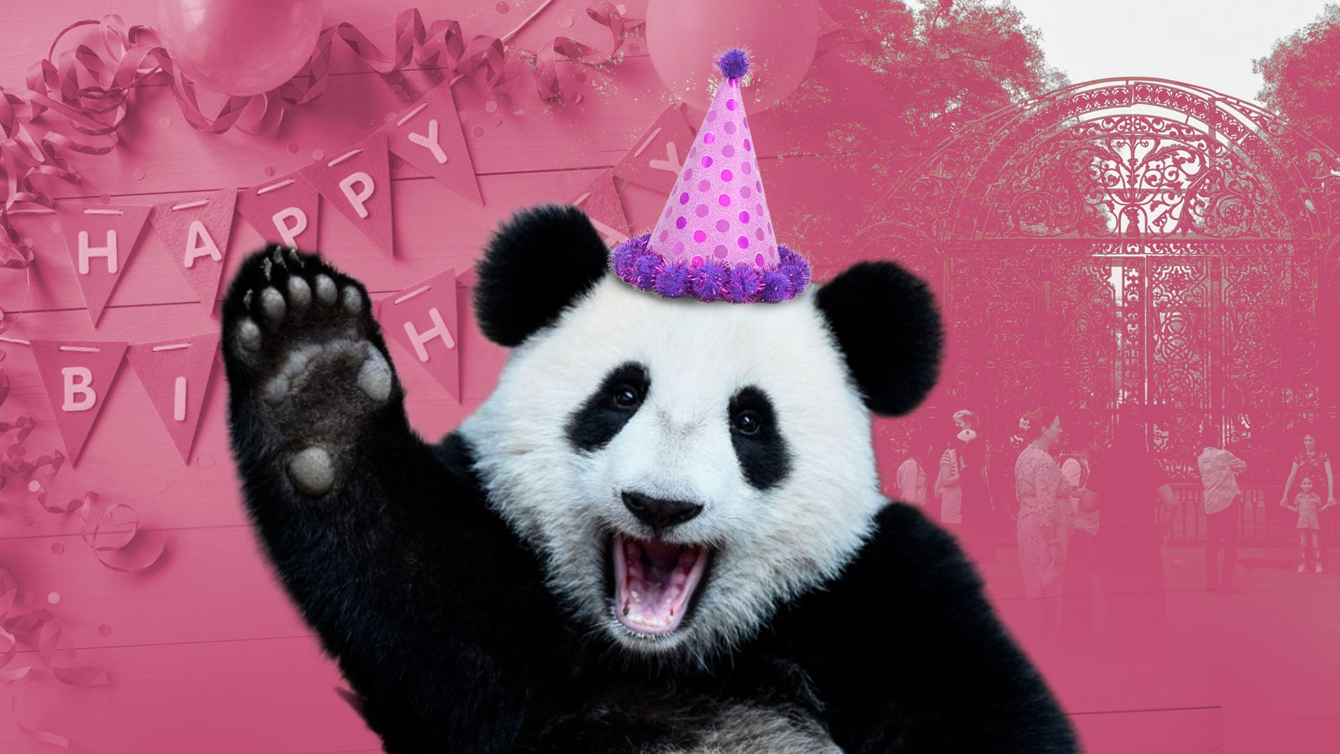 Sedema invita a los capitalinos a festejar el cumpleaños de Xin Xin, la panda gigante mexicana. | (Jesús Avilés/ Infobae México)