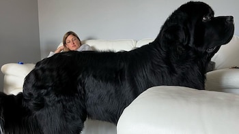 Se espera que el animal