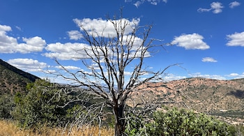 Árbol de enebro caimán muerto y seco en el centro. Al fondo, un paisaje de montañas con vegetación escasa, cielo azul y nubes blancas.