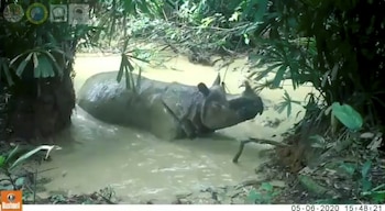 En Indonesia habita una de