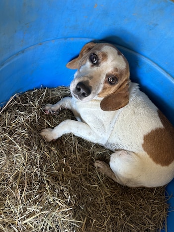 Los 30 acres se convertirán