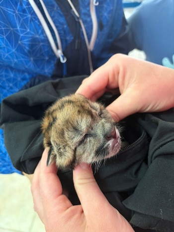 El veterinario Sergio Sánchez se encargó de la atención inicial junto a la familia que participó en el rescate (Parque Nacional Nahuel Huapi)