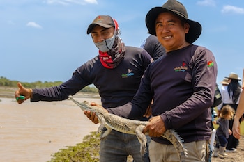 En el Meta, 317 especies están amenazadas y 51 de ellas, incluido el caimán llanero, están en peligro crítico por la presión humana sobre los ecosistemas - crédito Corporinoquia