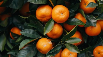 El peso, la firmeza y