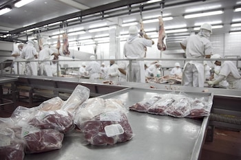 Frigorífico. Trabajadores de la industria preparando cortes vacunos de exportación
